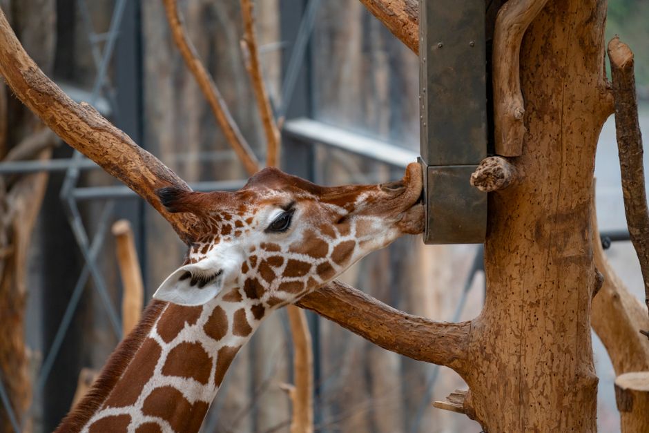 PETA erhebt schwere Vorwürfe gegen Tierpark Hagenbeck.