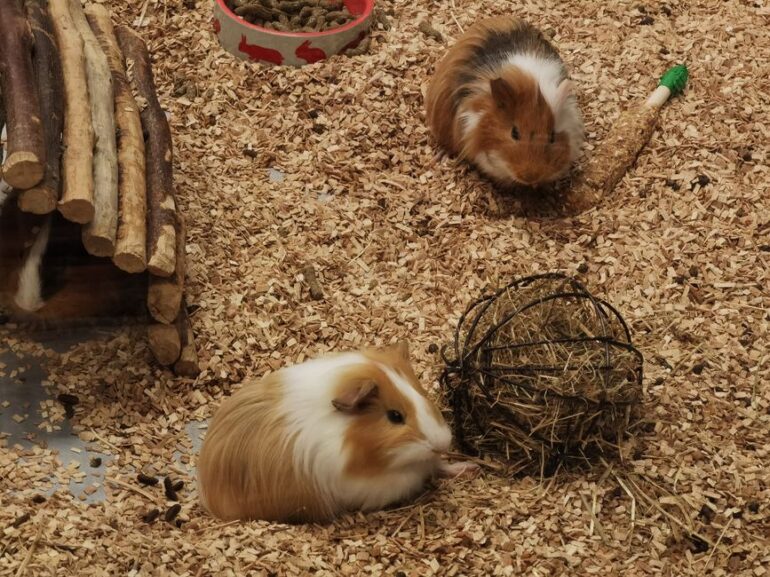 Meerschweinchenbörse feiert 50-jähriges Bestehen in Hamburg.